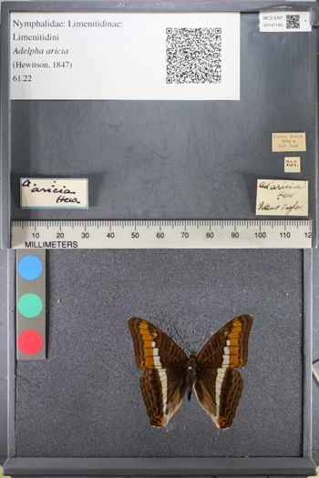 Media type: image;   Entomology 141165